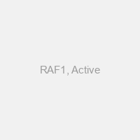 RAF1, Active